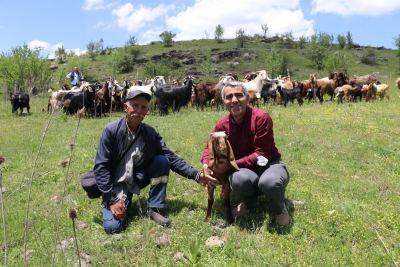 HALEP KEÇİLERİ ORDU YAYLALARINDA