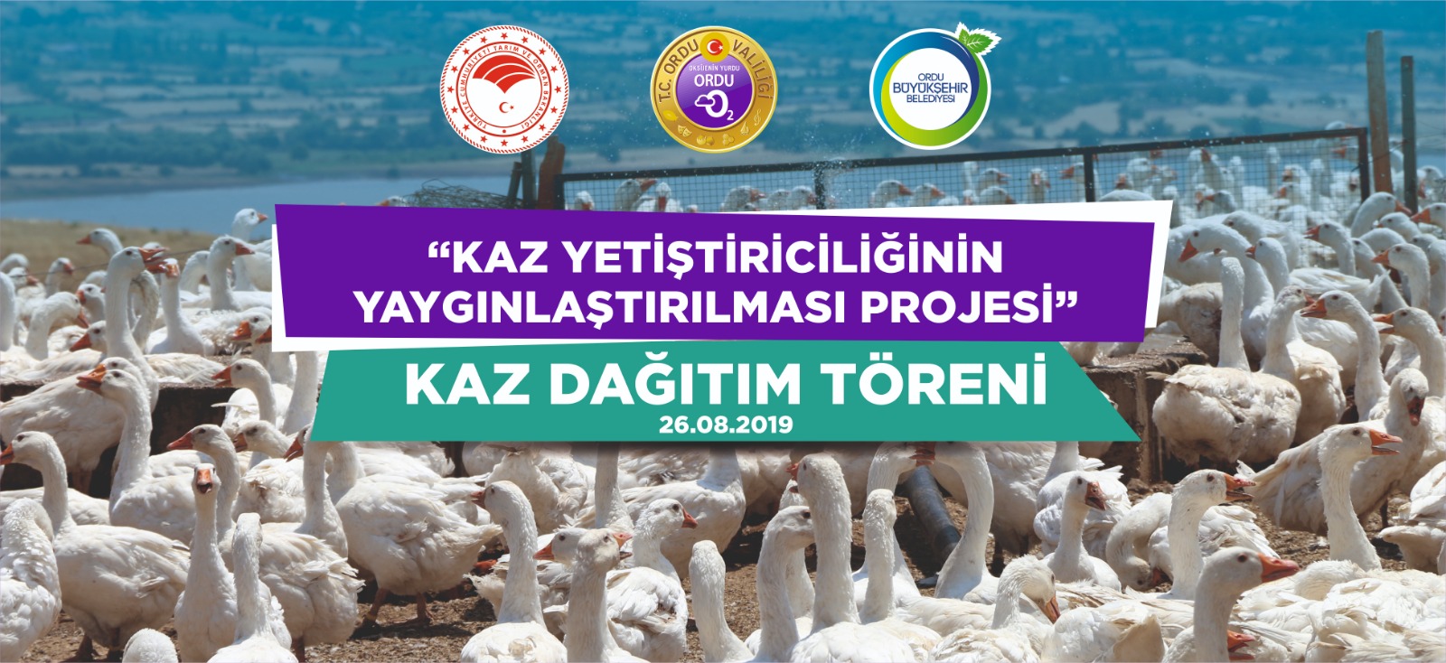 4.000 KAZ DAĞITILIYOR