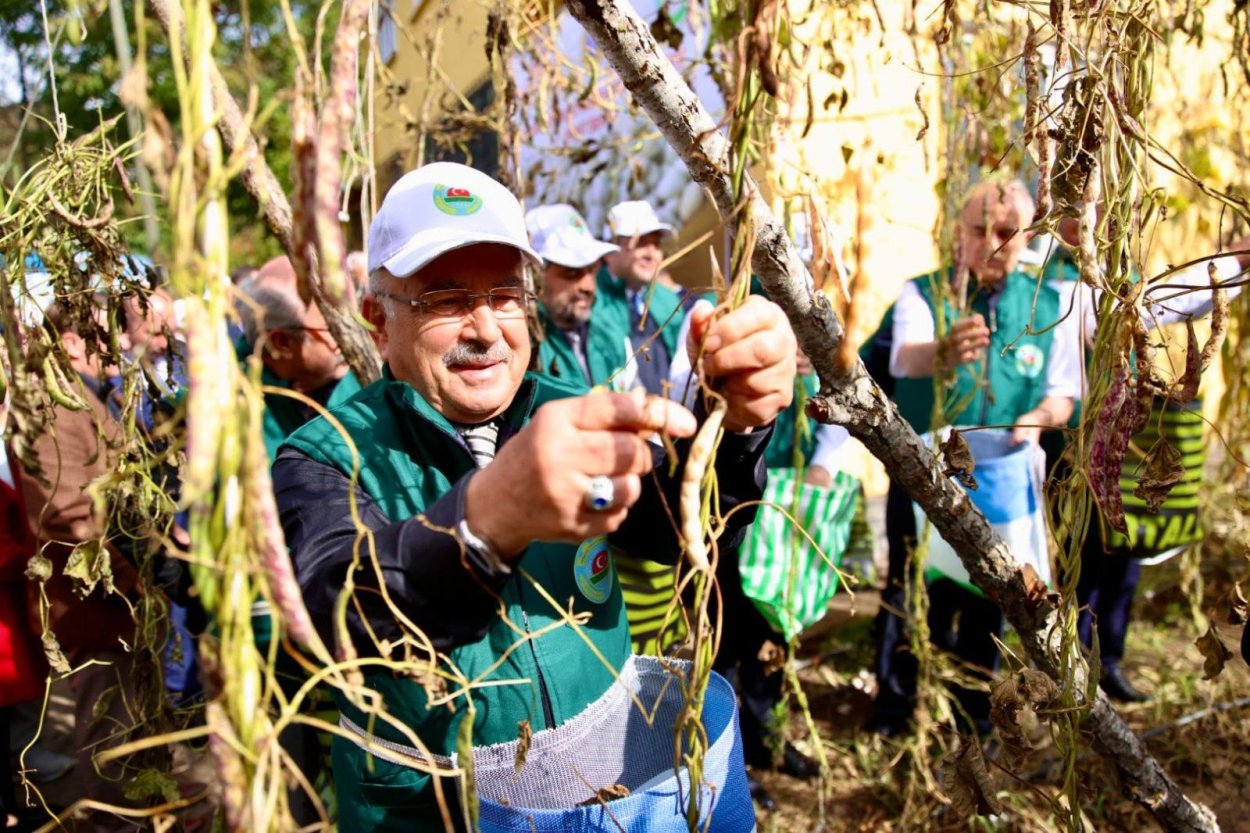 AKKUŞ FASULYESİNDE HASAT ZAMANI