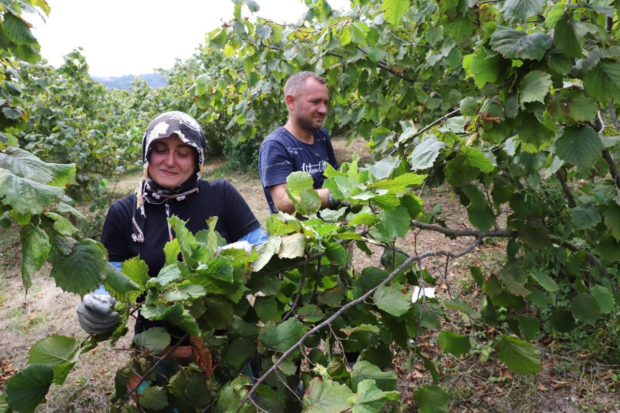 “FINDIK DALDA AKLIN İŞÇİDE KALMASIN” PROJESİ 6’NCI YILINDA
