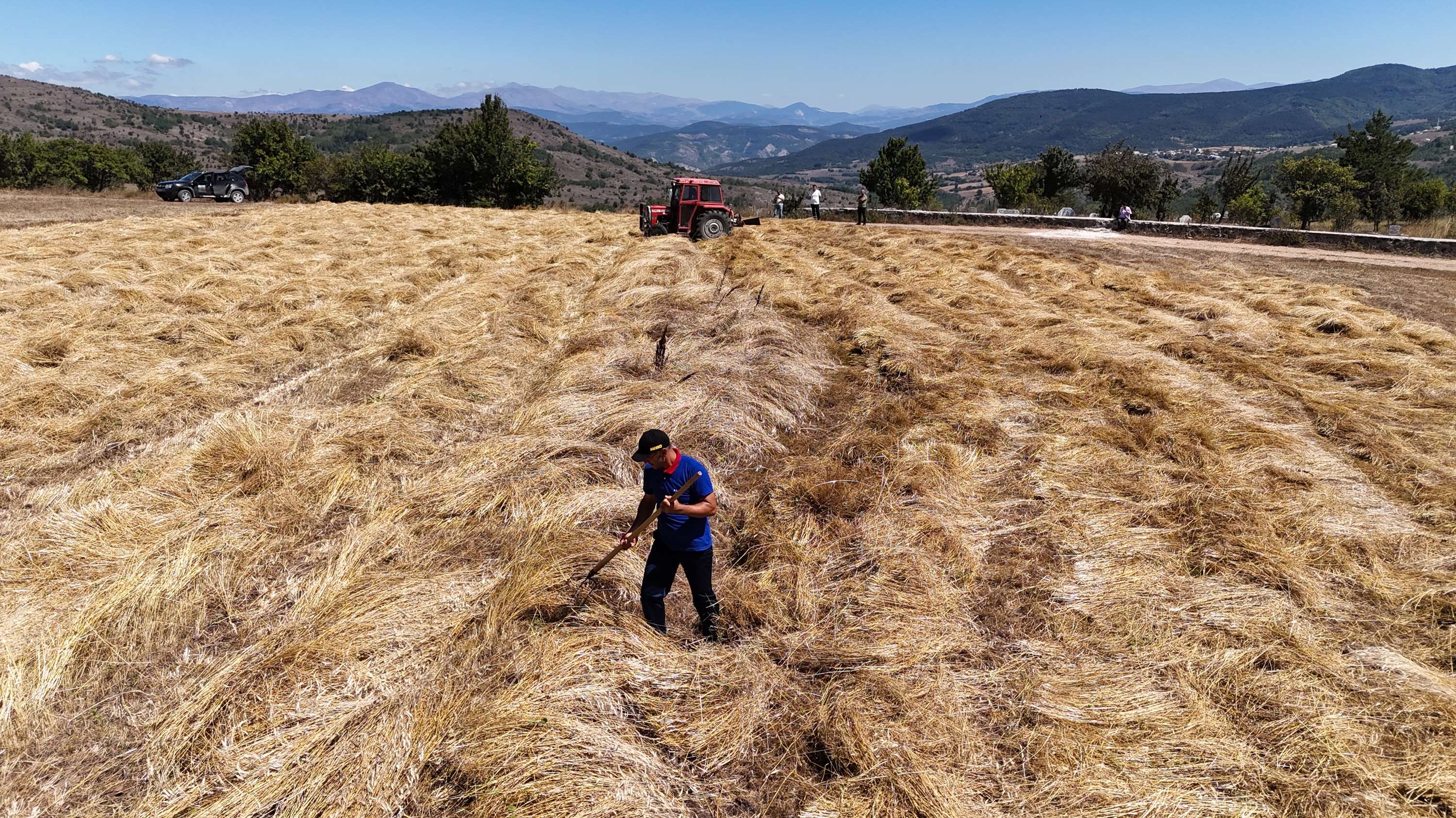 ORDU’DA SİYEZ BUĞDAY HASADI SEVİNDİRDİ
