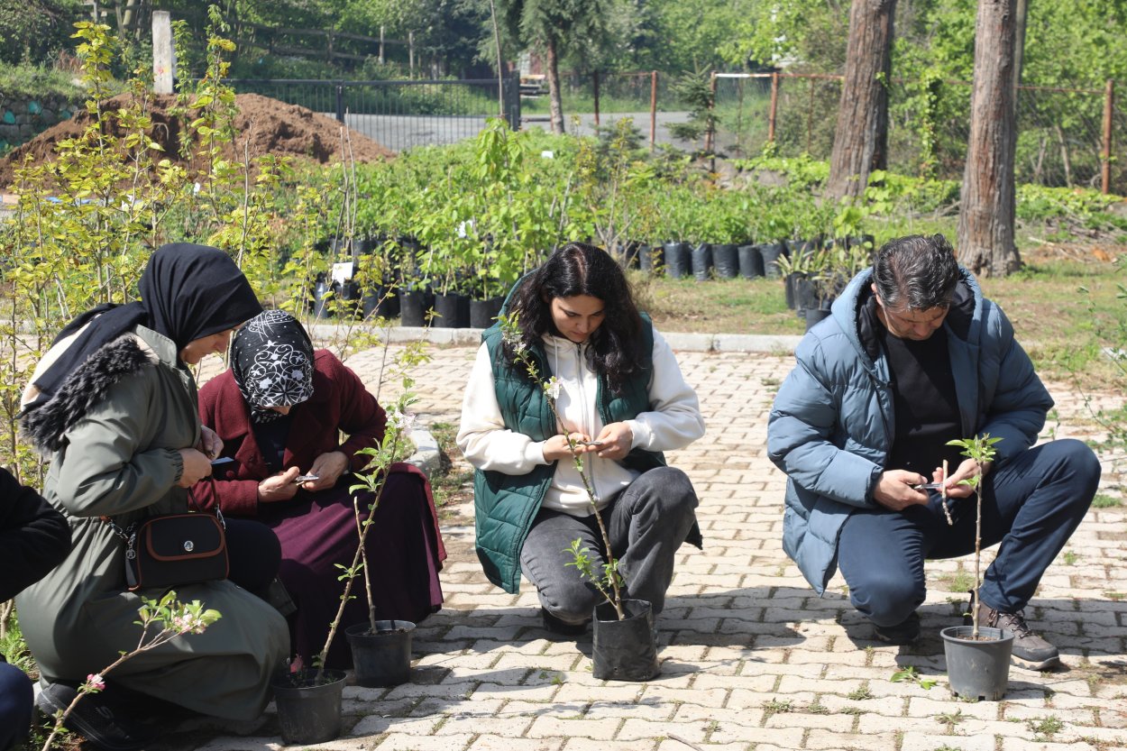ORDU’NUN MEYVE AĞAÇLARI PROFESYONEL ELLERDE AŞILANACAK
