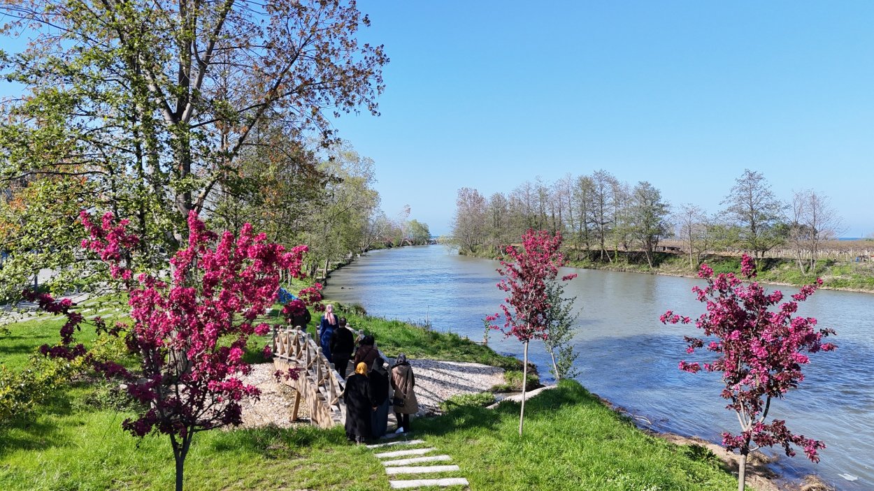ORDU’NUN PARKLARINDA AĞAÇLAR ÇİÇEK AÇTI