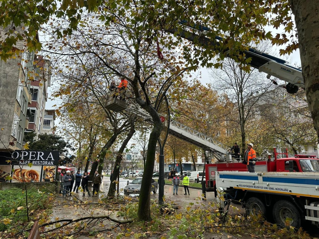 RİSKLİ AĞAÇLARDA BUDAMA ÇALIŞMASI YAPILDI