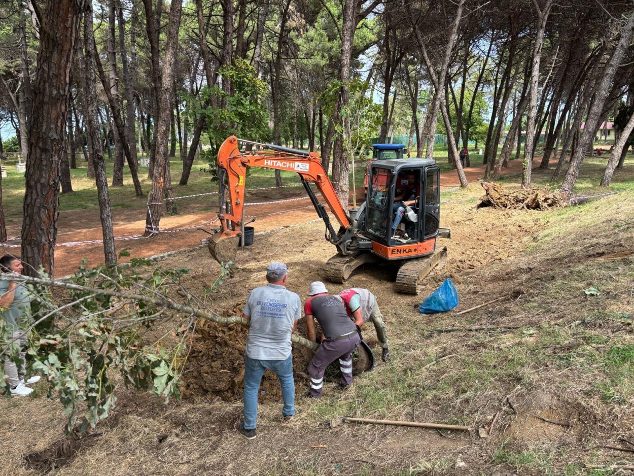 ÜNYE ÇAMLIK’TA KURUYAN AĞAÇLARIN YERİNE YENİLERİ DİKİLİYOR