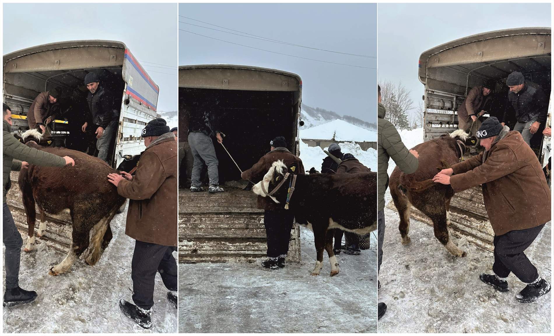 YAYLADA MAHSUR KALAN BESİCİLERİN YARDIMINA BÜYÜKŞEHİR KOŞTU